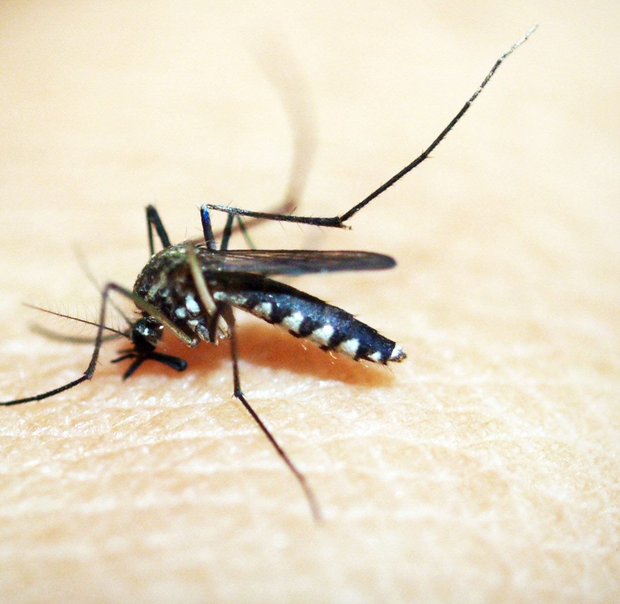 Mosquito Extermination - Pest Exterminators Near Me - Top ...