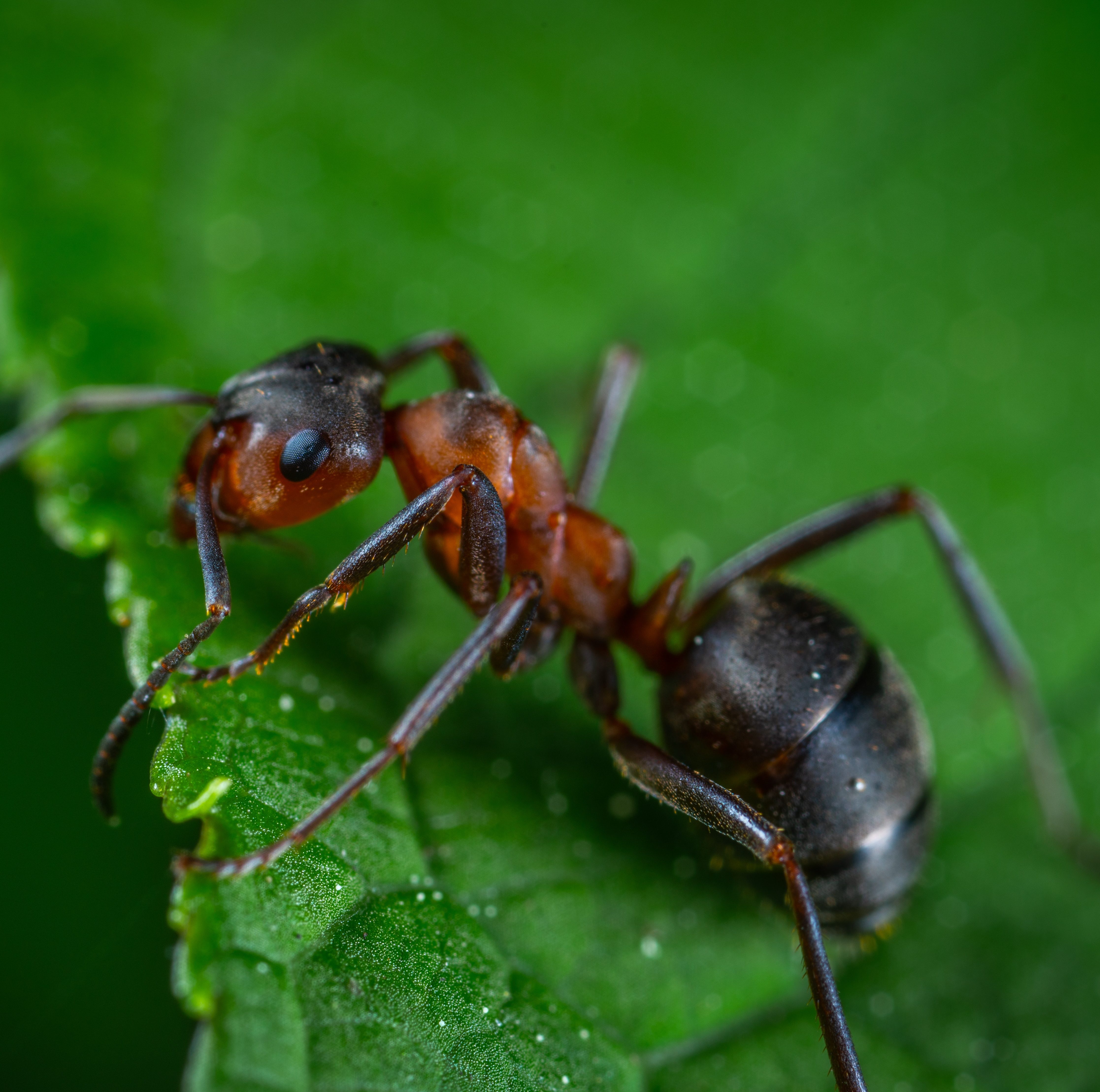 Ant Extermination - Pest Exterminators Near Me - Top Pest ...