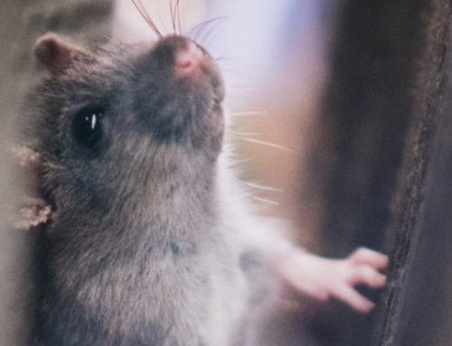 How to Get Rid of Mice and Rodents