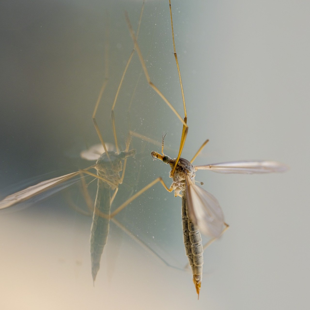 Mosquito Extermination - Pest Exterminators Near Me - Top ...
