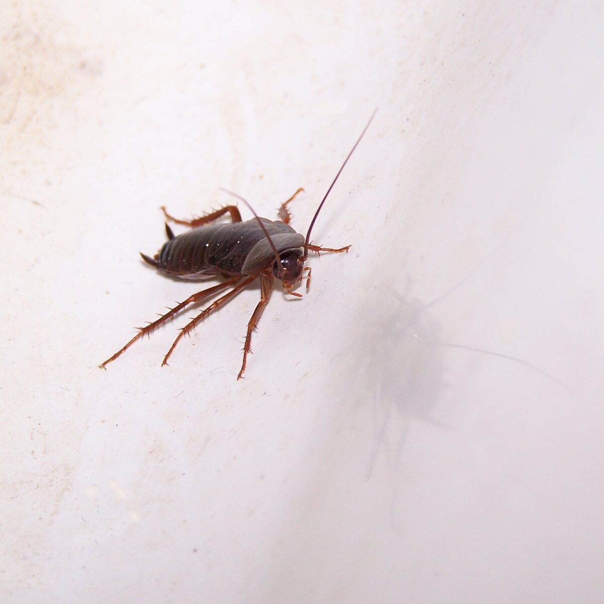 Cockroach Exterminator San Diego - Pest Exterminators Near Me - Top 